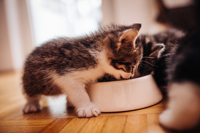 Pet Circle Never deny cats of their food!